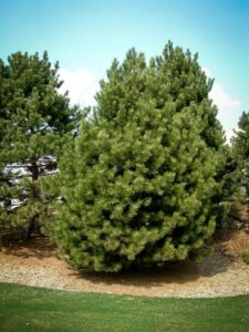 Сосна Чёрная (Pinus Nigra) купить по цене от 270.00р. в интернет-магазине «Посадика» с доставкой почтой в в Тетюшие и по всей России – [изображение №1].