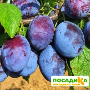 Слива Чачакская ранняя купить по цене от 229.00р. в интернет-магазине «Посадика» с доставкой почтой в в Тетюшие и по всей России – [изображение №1].