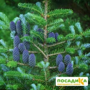 Пихта корейская (Abies koreana) купить по цене от 450.00р. в интернет-магазине «Посадика» с доставкой почтой в в Тетюшие и по всей России – [изображение №1].