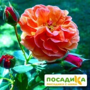 Роза Арабия купить по цене от 350.00р. в интернет-магазине «Посадика» с доставкой почтой в в Тетюшие и по всей России – [изображение №1].