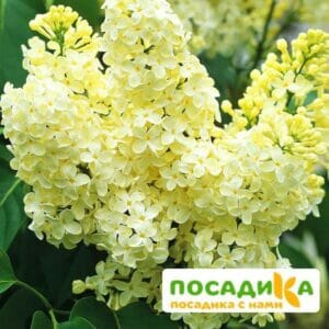 Сирень Примроуз (Primrose) купить по цене от 529.00р. в интернет-магазине «Посадика» с доставкой почтой в в Тетюшие и по всей России – [изображение №1].