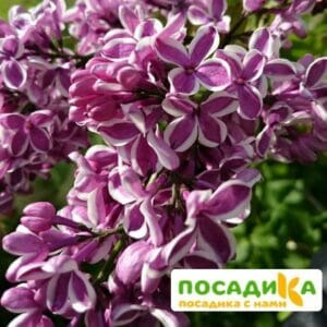 Сирень Сенсация купить по цене от 529.00р. в интернет-магазине «Посадика» с доставкой почтой в в Тетюшие и по всей России – [изображение №1].