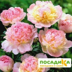 Пион Распберри Сандей (Paeonia Raspberry Sundae) купить по цене от 959р. в интернет-магазине «Посадика» с доставкой почтой в в Тетюшие и по всей России – [изображение №1].