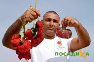Клубника Гигант Джорнея купить по цене от 266р. в интернет-магазине «Посадика» с доставкой почтой в в Тетюшие и по всей России – [изображение №1].