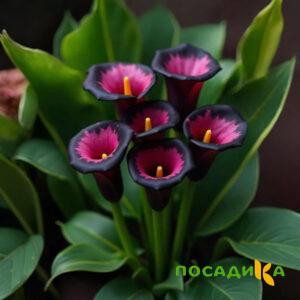 Калла Аура Лейс купить по цене от 400р. в интернет-магазине «Посадика» с доставкой почтой в в Тетюшие и по всей России – [изображение №1].