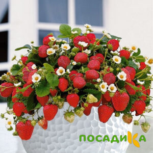 Клубника Рубиновый Шепот (горшечная) купить по цене от 240р. в интернет-магазине «Посадика» с доставкой почтой в в Тетюшие и по всей России – [изображение №1].