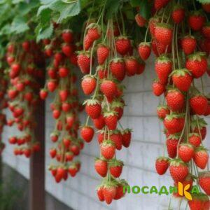 Клубника вьющаяся Комплимент купить по цене от 470р. в интернет-магазине «Посадика» с доставкой почтой в в Тетюшие и по всей России – [изображение №1].