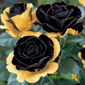 Роза Ханни Сикл купить по цене от 700р. в интернет-магазине «Посадика» с доставкой почтой в в Тетюшие и по всей России – [изображение №1].