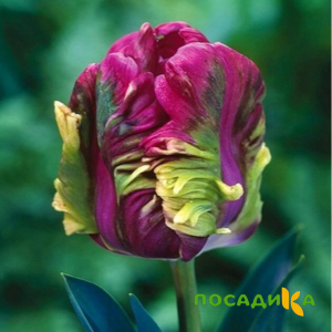 Тюльпан Экзотик Хэвен купить по цене от 186р. в интернет-магазине «Посадика» с доставкой почтой в в Тетюшие и по всей России – [изображение №1].